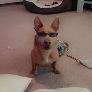 Meet your Posher, Kali